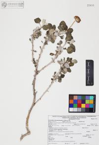 Encelia farinosa image