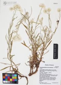 Pseudognaphalium leucocephalum image