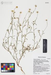 Erigeron divergens image