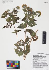 Lagascea decipiens image