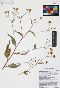 Heliomeris multiflora image
