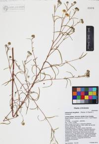 Heliomeris longifolia image