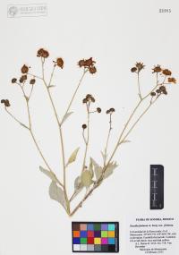 Encelia farinosa image