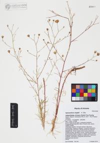 Hymenothrix wrightii image