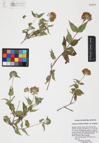 Lagascea decipiens var. decipiens image