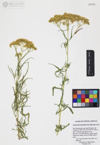 Gymnosperma glutinosum image