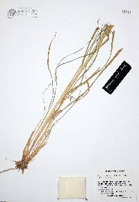 Enteropogon chlorideus image