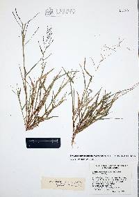 Leptochloa panicea image