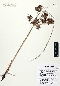 Cyperus flavicomus image