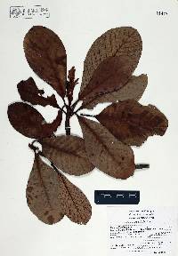 Clethra hartwegii image