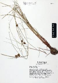 Cyperus niger image