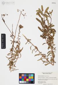 Isocoma acradenia image