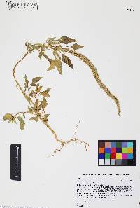 Amaranthus watsonii image