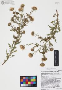 Machaeranthera tanacetifolia image