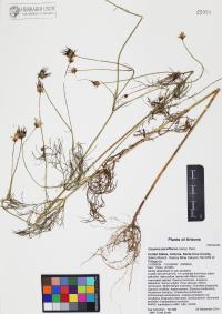 Cosmos parviflorus image