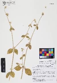 Alternanthera stellata image