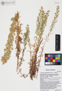 Laennecia sophiifolia image