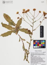 Heterotheca subaxillaris image