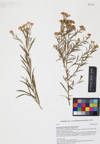Gymnosperma glutinosum image