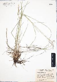 Aristida ternipes image