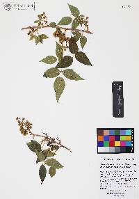 Toxicodendron radicans subsp. divaricatum image