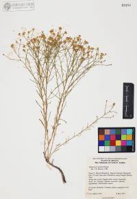 Gutierrezia serotina image