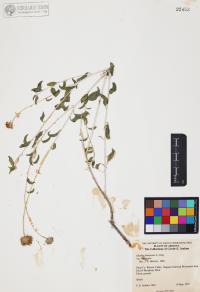 Encelia frutescens image