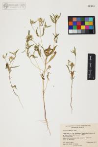 Sanvitalia abertii image