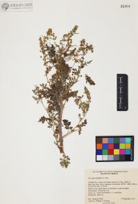 Hedosyne ambrosiifolia image