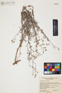 Parthenium incanum image