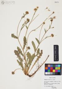 Hedypnois cretica image