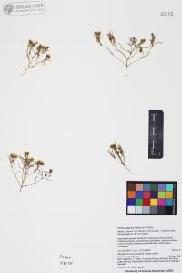 Pectis papposa image