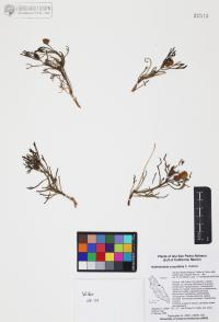Hofmeisteria crassifolia image