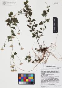 Fleischmannia sonorae image