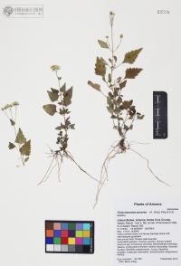 Fleischmannia sonorae image