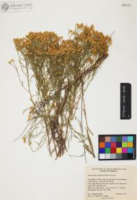 Gutierrezia sarothrae image