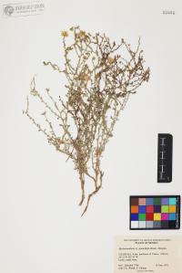 Xanthisma spinulosum image