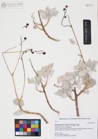 Encelia farinosa image