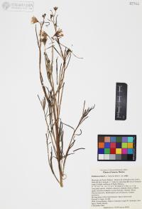 Palafoxia arida image