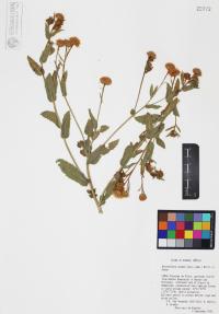 Heterotheca subaxillaris image