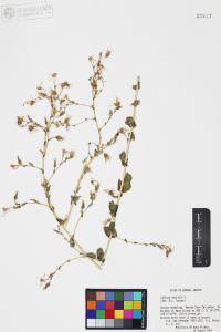 Lactuca serriola image