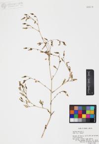 Lactuca serriola image