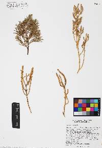 Salicornia virginica image