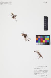 Pectis vandevenderi image