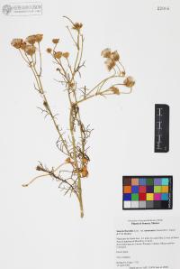 Senecio flaccidus image