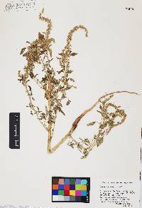 Amaranthus watsonii image