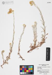 Pseudognaphalium luteoalbum image