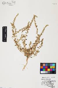 Amaranthus watsonii image