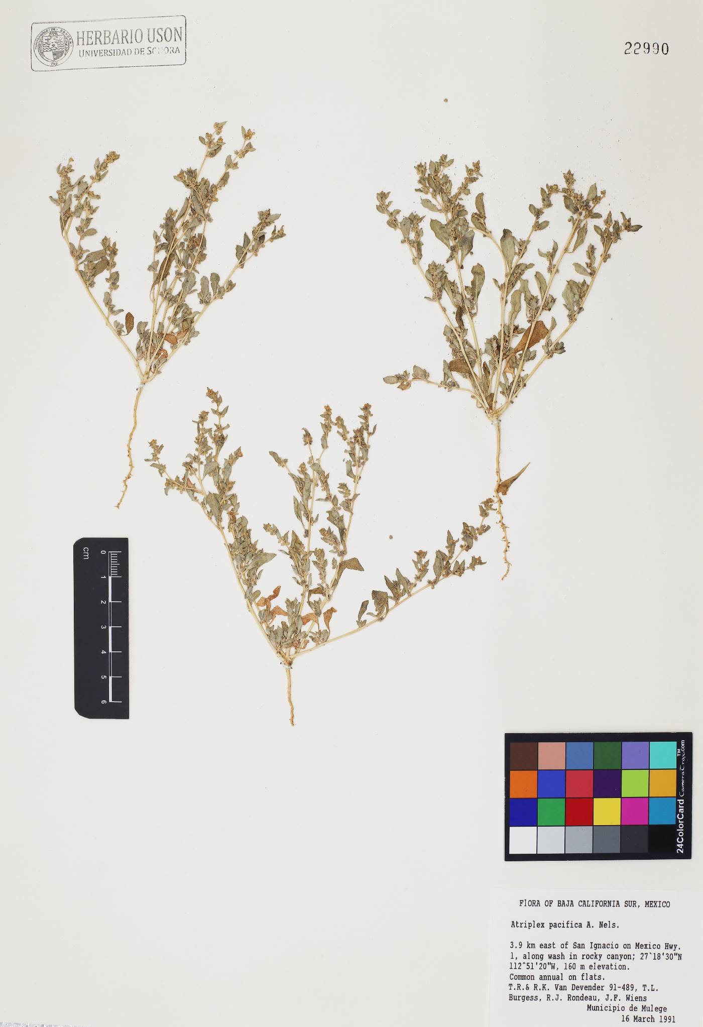 Atriplex pacifica image