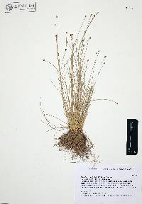 Eleocharis geniculata image